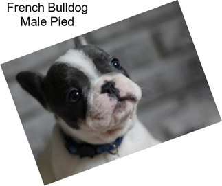 French Bulldog Male Pied