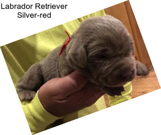 Labrador Retriever Silver-red