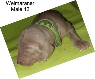 Weimaraner Male 12