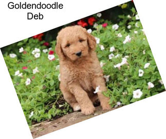 Goldendoodle Deb