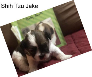 Shih Tzu Jake