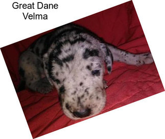 Great Dane Velma