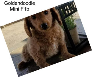 Goldendoodle Mini F1b