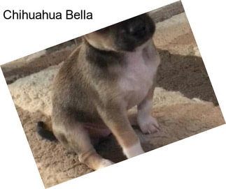 Chihuahua Bella