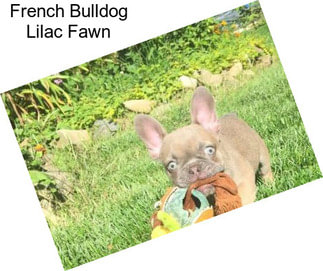 French Bulldog Lilac Fawn