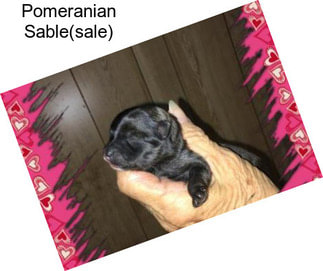 Pomeranian Sable(sale)