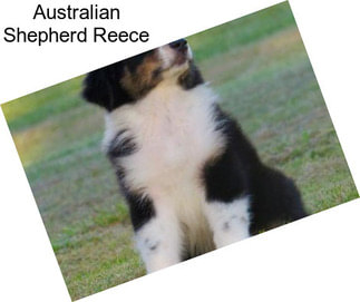 Australian Shepherd Reece