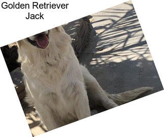 Golden Retriever Jack