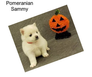 Pomeranian Sammy