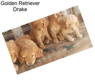 Golden Retriever Drake