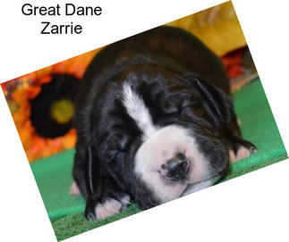 Great Dane Zarrie