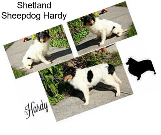 Shetland Sheepdog Hardy