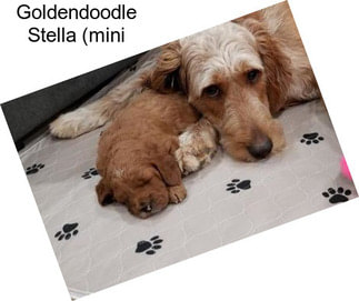 Goldendoodle Stella (mini