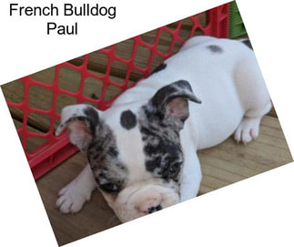 French Bulldog Paul