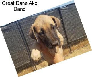 Great Dane Akc Dane