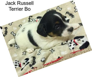 Jack Russell Terrier Bo