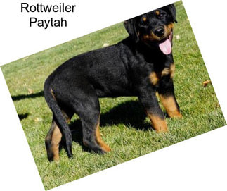 Rottweiler Paytah