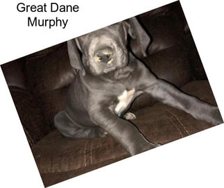 Great Dane Murphy