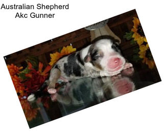 Australian Shepherd Akc Gunner