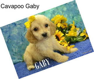 Cavapoo Gaby