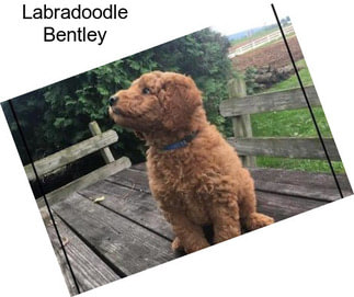 Labradoodle Bentley