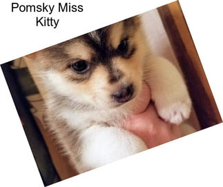 Pomsky Miss Kitty