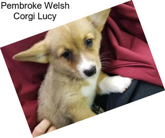 Pembroke Welsh Corgi Lucy