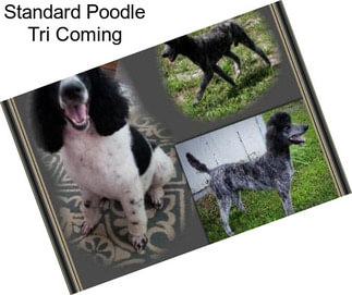 Standard Poodle Tri Coming