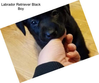 Labrador Retriever Black Boy