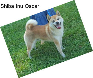 Shiba Inu Oscar