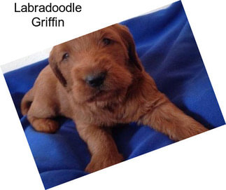 Labradoodle Griffin