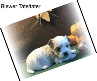 Biewer Tate/tater