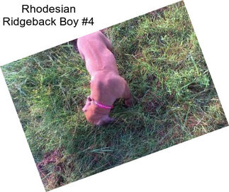 Rhodesian Ridgeback Boy #4