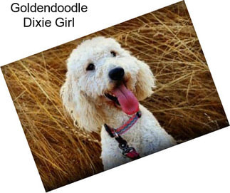 Goldendoodle Dixie Girl