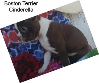 Boston Terrier Cinderella