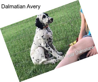 Dalmatian Avery