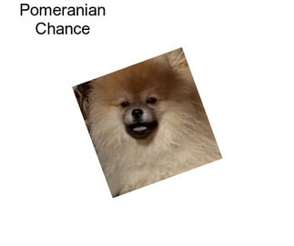 Pomeranian Chance