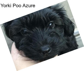 Yorki Poo Azure