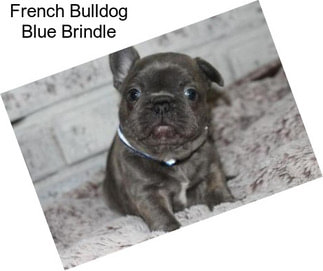 French Bulldog Blue Brindle