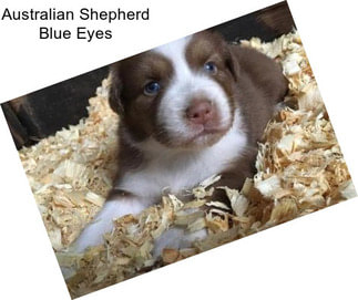 Australian Shepherd Blue Eyes