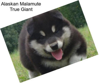 Alaskan Malamute True Giant