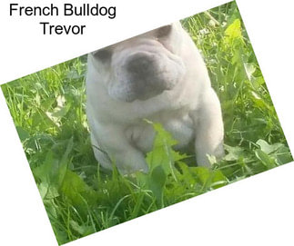 French Bulldog Trevor