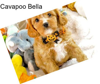 Cavapoo Bella