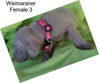 Weimaraner Female 3