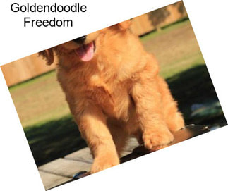 Goldendoodle Freedom