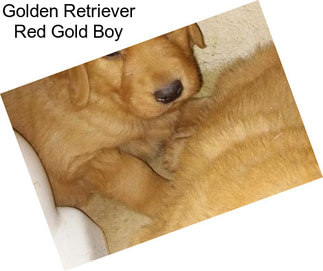 Golden Retriever Red Gold Boy