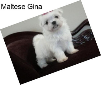 Maltese Gina