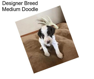 Designer Breed Medium Doodle