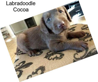 Labradoodle Cocoa