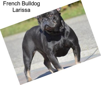 French Bulldog Larissa